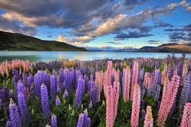 🇳🇿 7-Days South Island New Zealand Roadtrip 5
